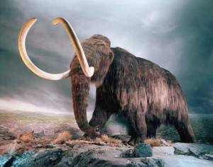 ritrovato-in-siberia-mammut