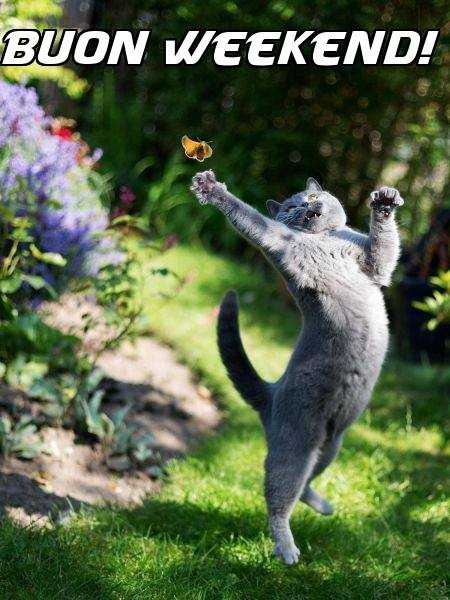 buon-weekend-gatto-farfalla