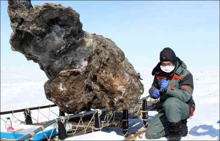 Il mammut ritrovato in Siberia ritrovato-in-siberia-mammut